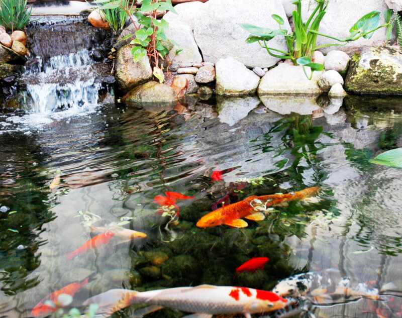 A clean koi pond after filtration