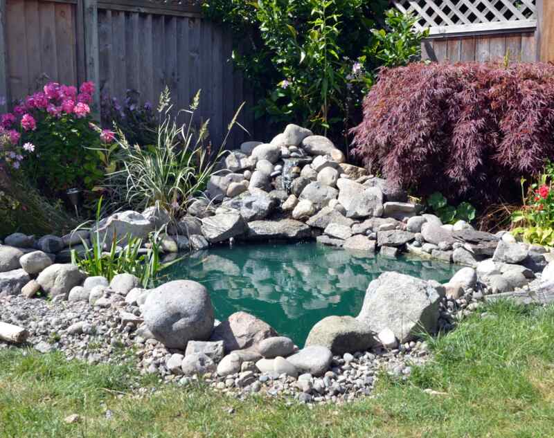 A backyard pond in the lawn of a house 