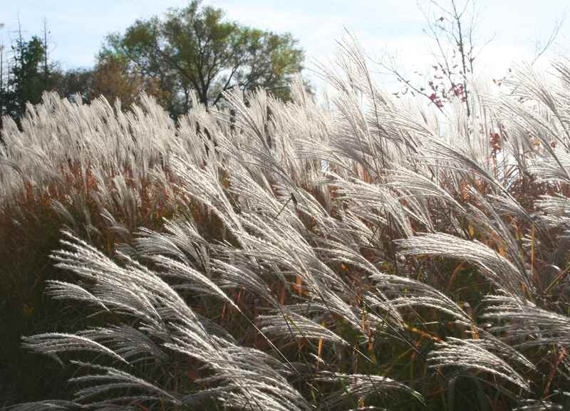 Beautiful ornamental grass with trees in the background