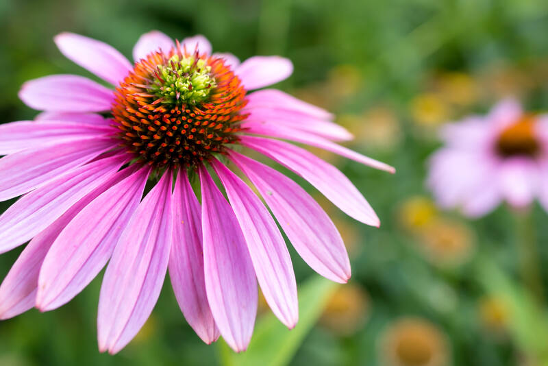 pink wildflower iin a garden