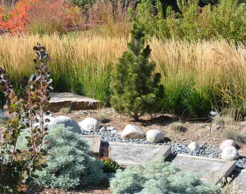 xeriscaping garden with bushes and rocks