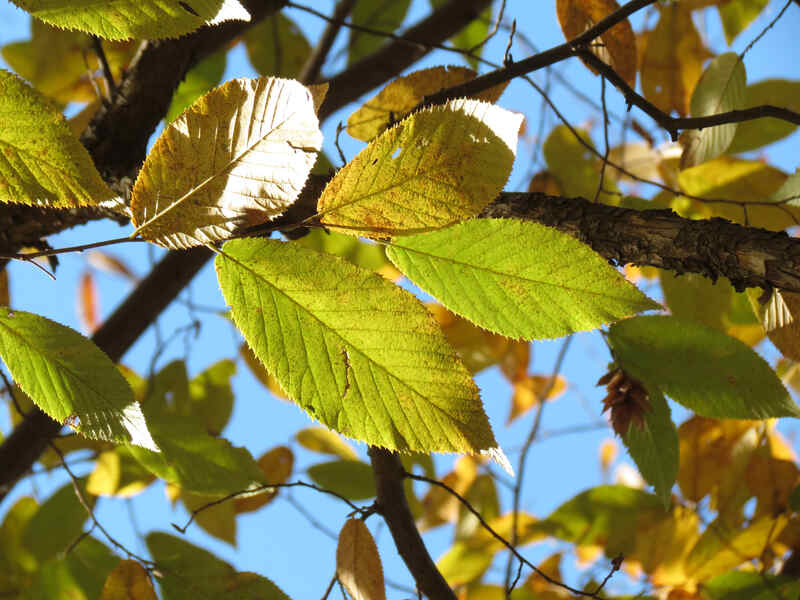 sunshine shining on the leaves of american hophornbeam tree