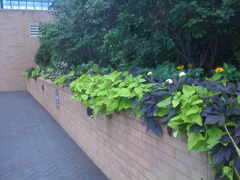 A brick retaining wall with flowers on it