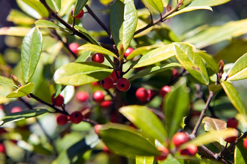 A picture showing East Palatka Holly
