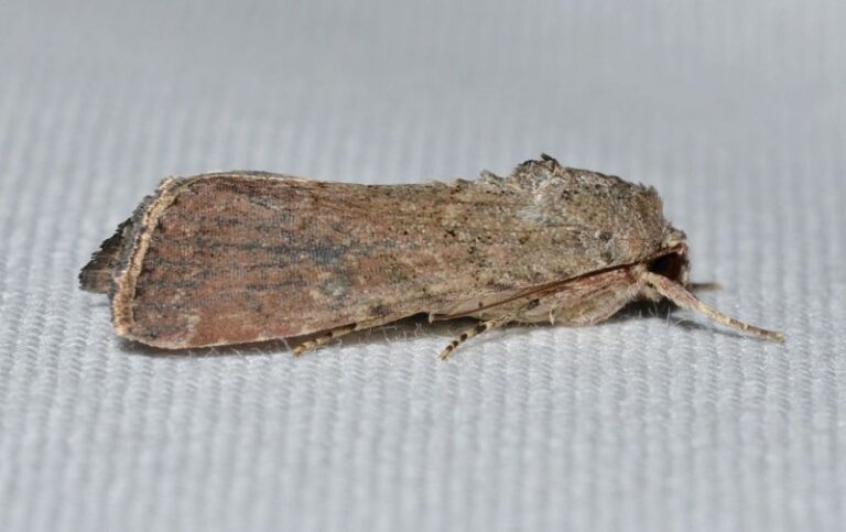 What Are Armyworms?