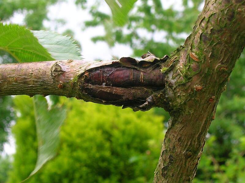 picture of a bacterial canker on a cherry tree