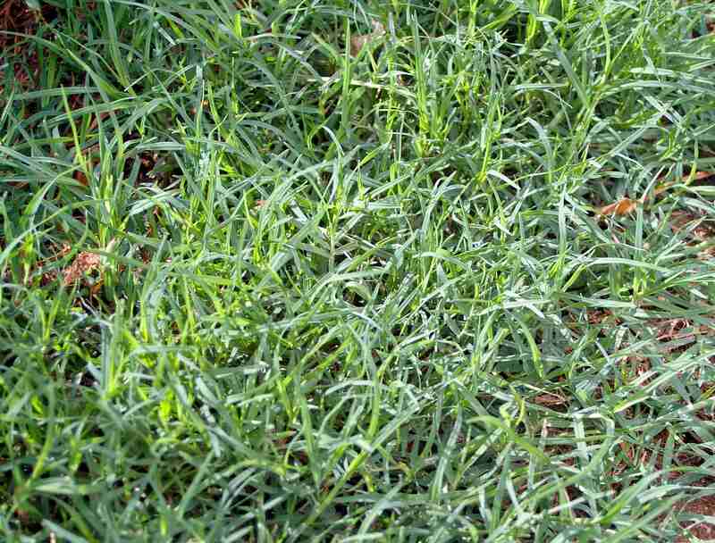 closeup of green bermudagrass