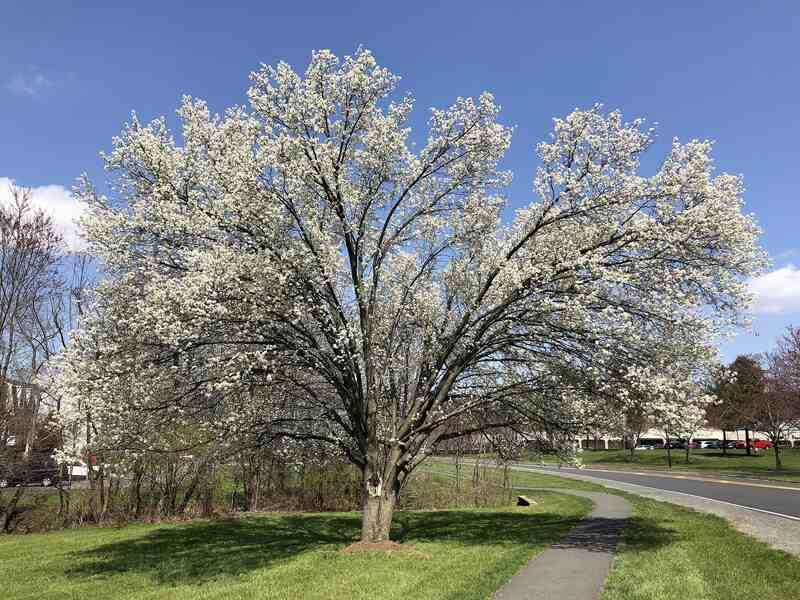 A flowering Bradford Pear starting to slowly split apart along Stone Heather Drive