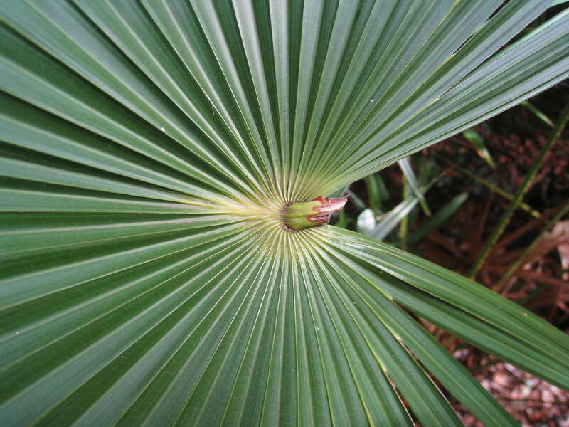 closeup of a green leave of cabbage palm