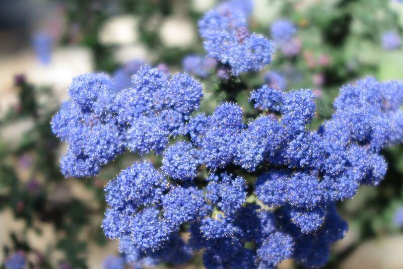 closeup image of california lilac