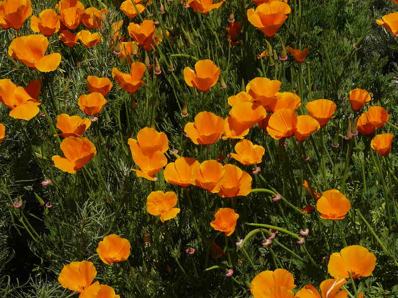 This group of poppies growing along the bluff trail were unusually large and unusually orange.