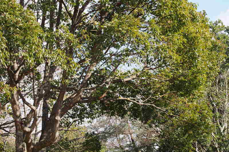 picture of a camphor tree in a forest