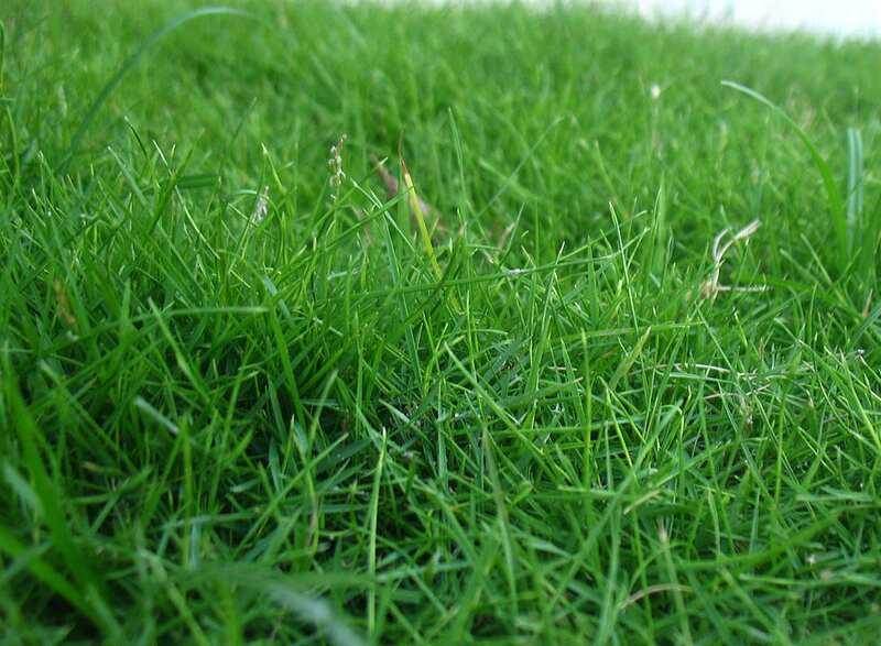 closeup image of carpet grass in a lawn