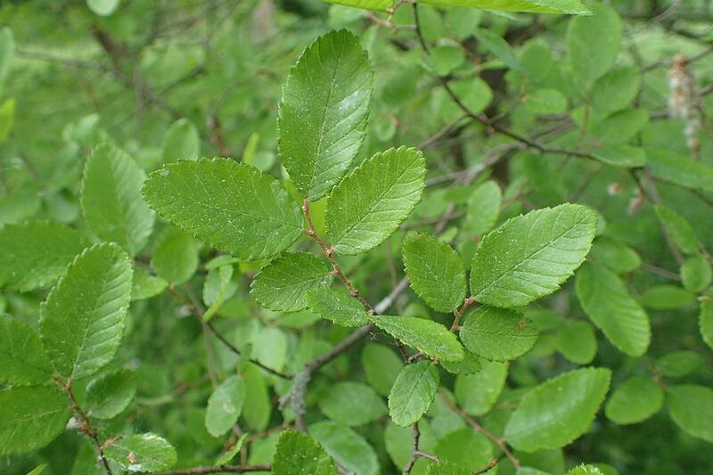 closeup of a cedar elm branch