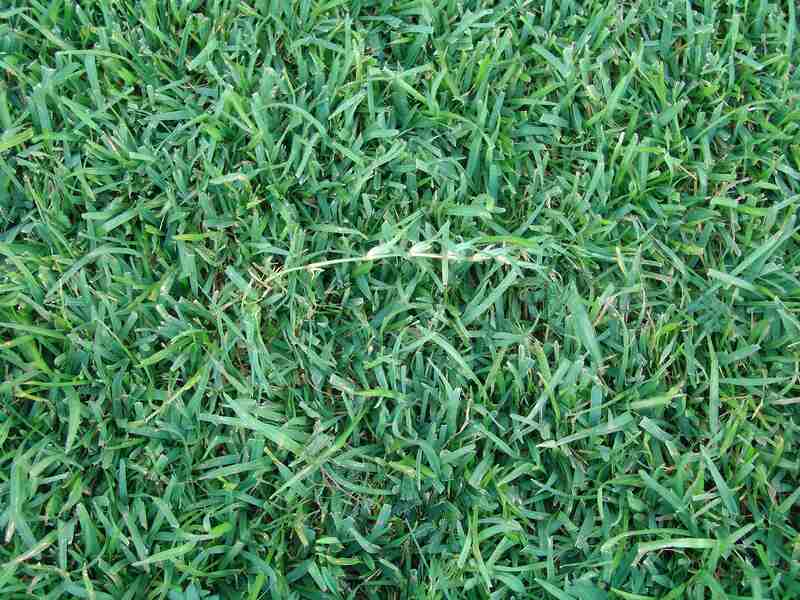 closeup image of centipedegrass