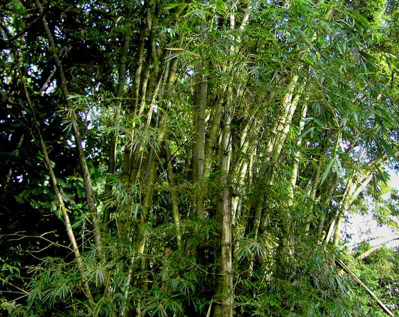 green common bamboo plant in a garden