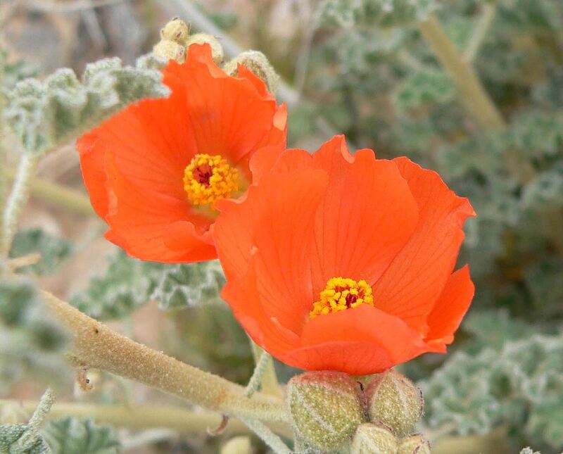 closeup image of a desert mallow flower