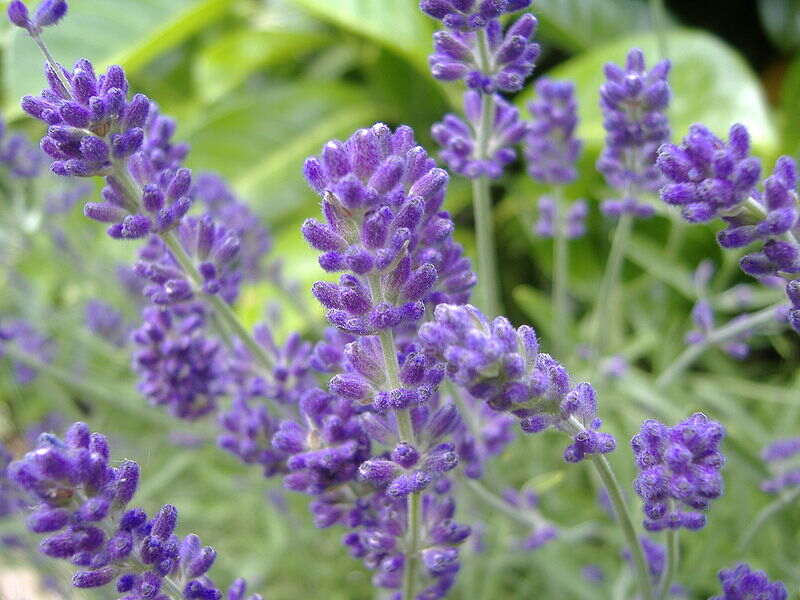 closeup image of purple flower on a plant