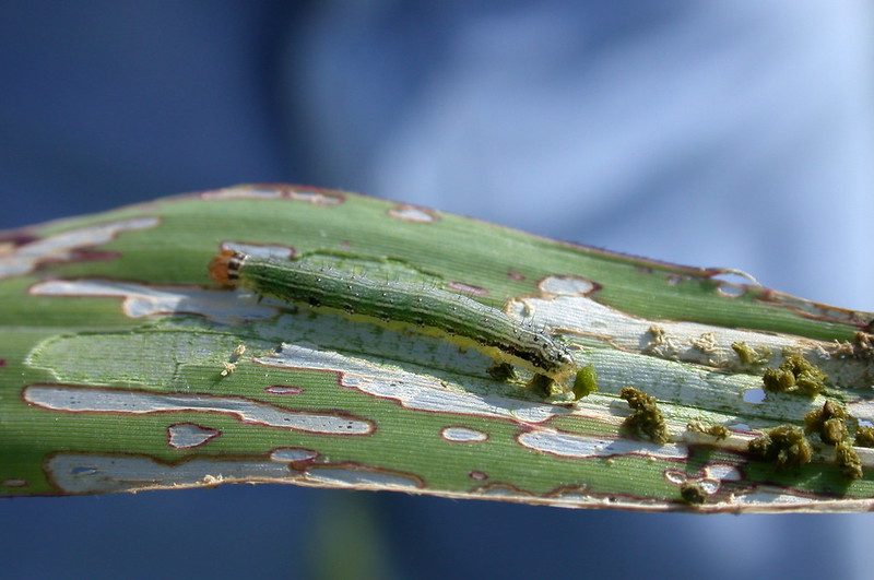 Fall armyworm on a leaf