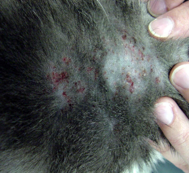 Red dots show feline miliary dermatitis, an allergic reaction most commonly caused by flea bites. 