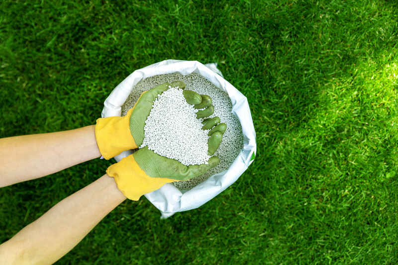 feeding lawn with granular fertilizer for perfect green grass