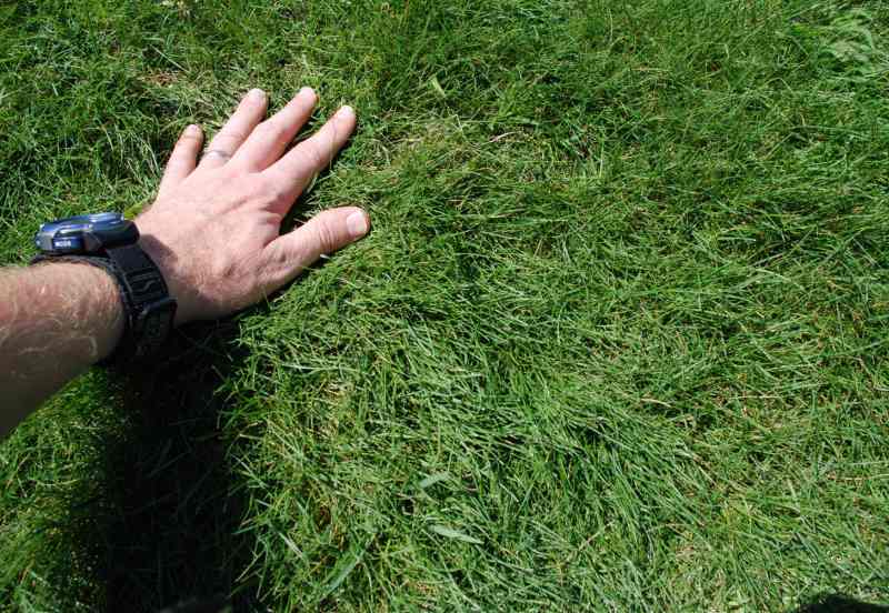 Close up image of fescue grass with a hand on it