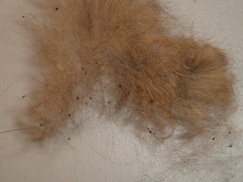 Fleadirt brushed out of a cat