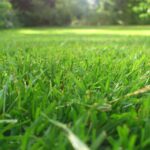 Year-Round Lawn Care Tips for Delaware