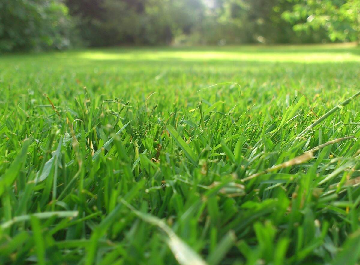 green grass in a lawn