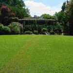5 Best Grass Types for Spring, TX