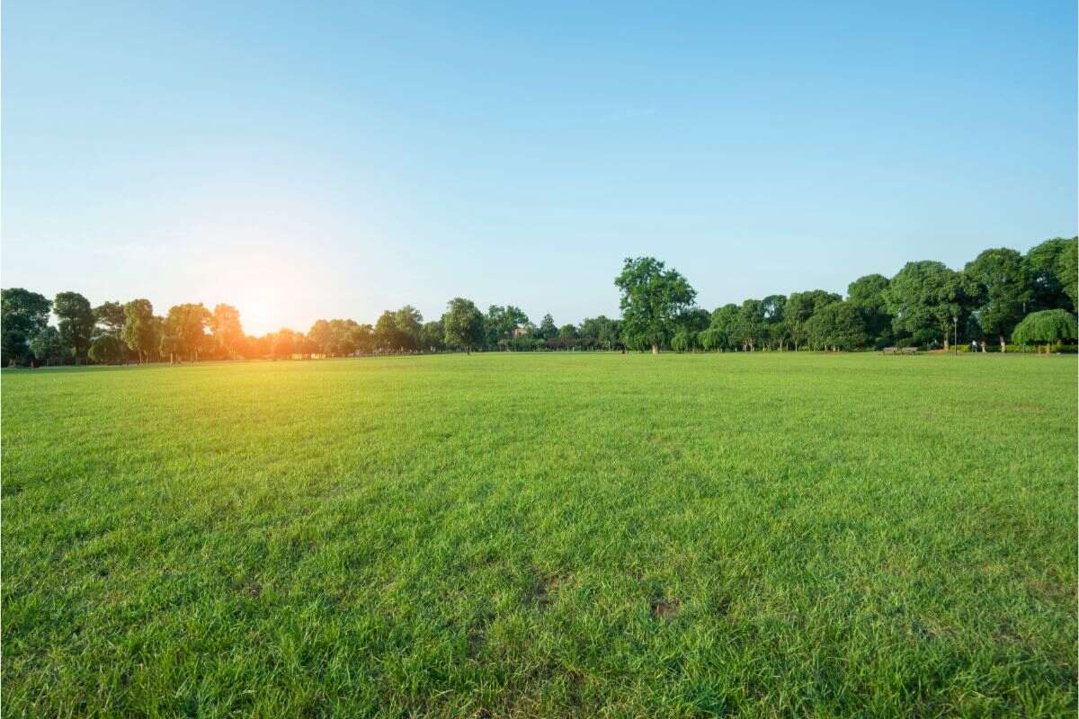 picture of a grassy lawn with sun in background