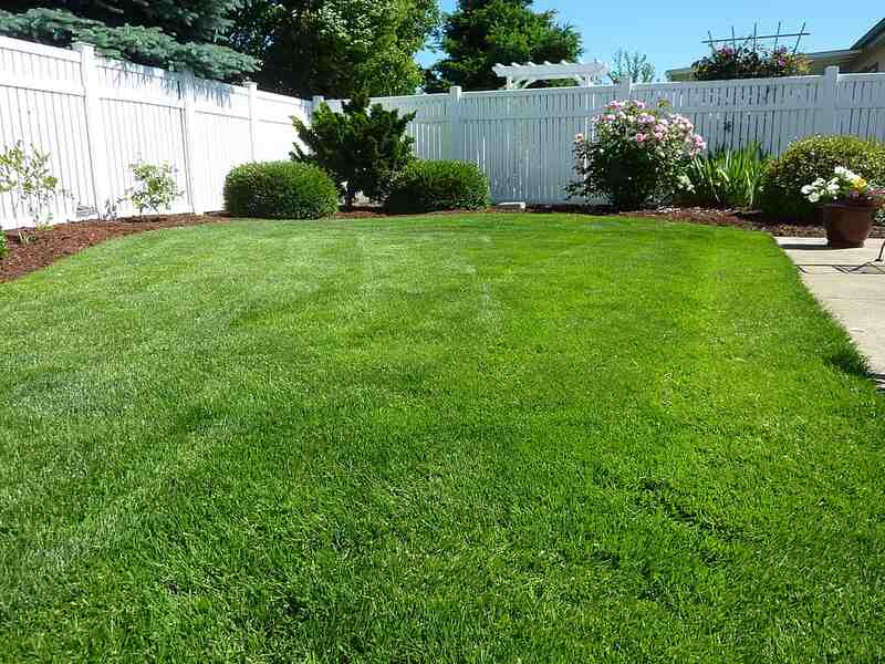 Lush green grassy lawn