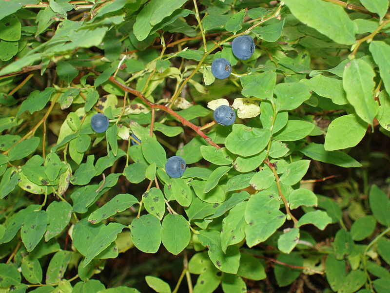 closeup image of blueberry plant