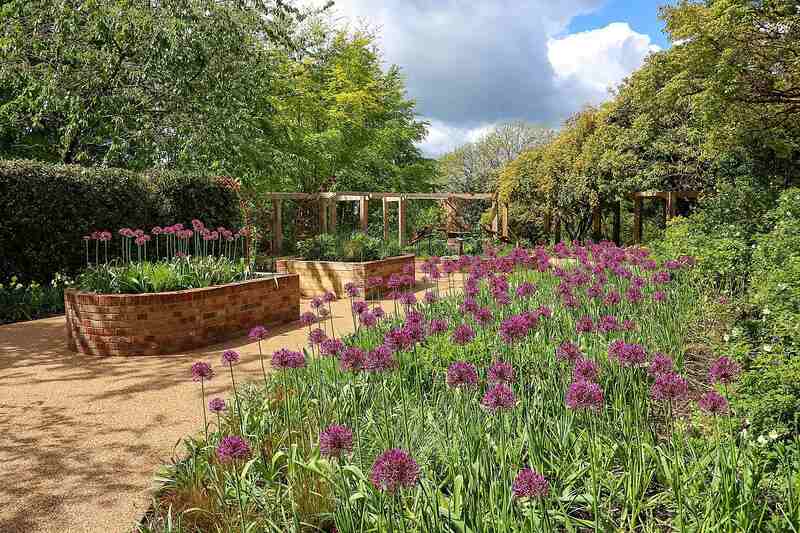 group of purple flowers in a sensory garden