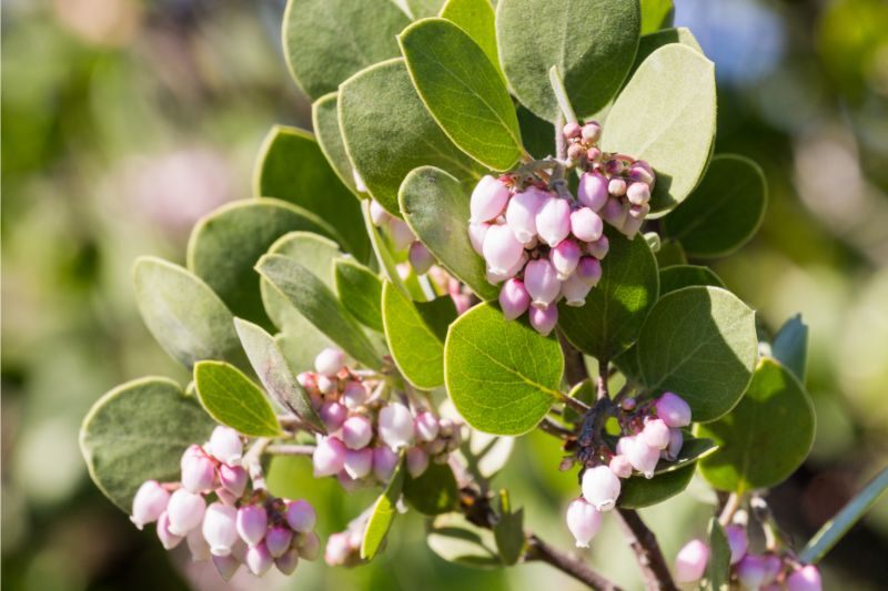 closeup image of ian bush manzanita flower