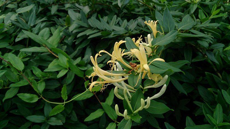 closeup image of yellow flowers on a plant