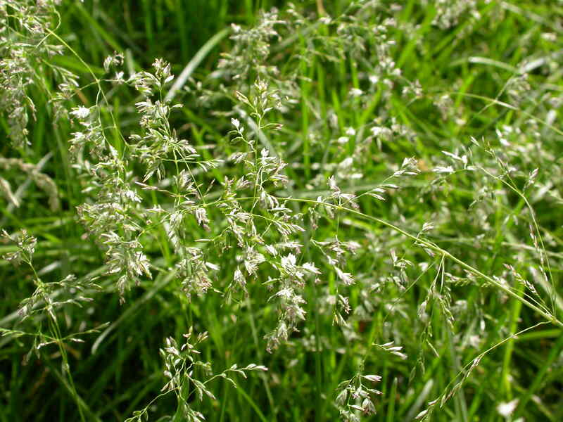 closeup image of kentucky bluegrass