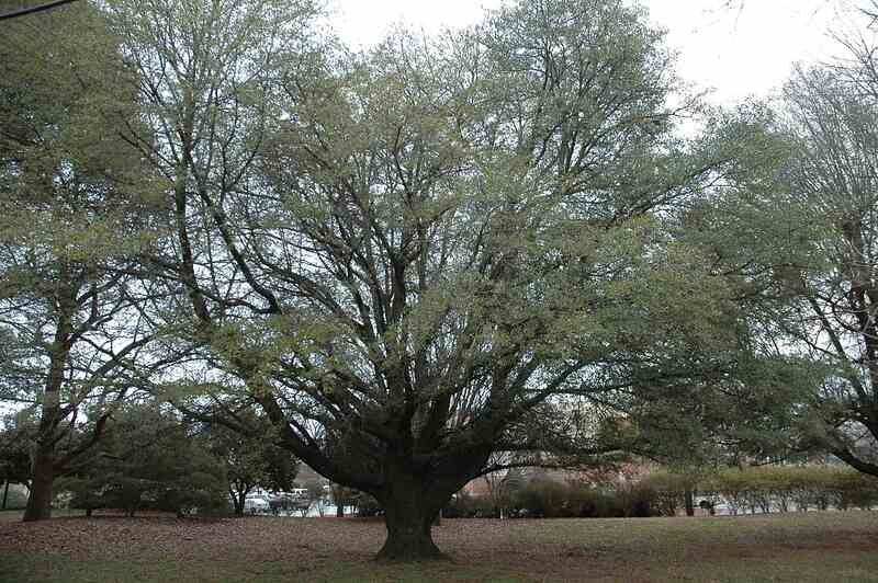 picture of a laurel oak tree in a garden