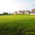 4 Best Grass Types for Georgetown, TX