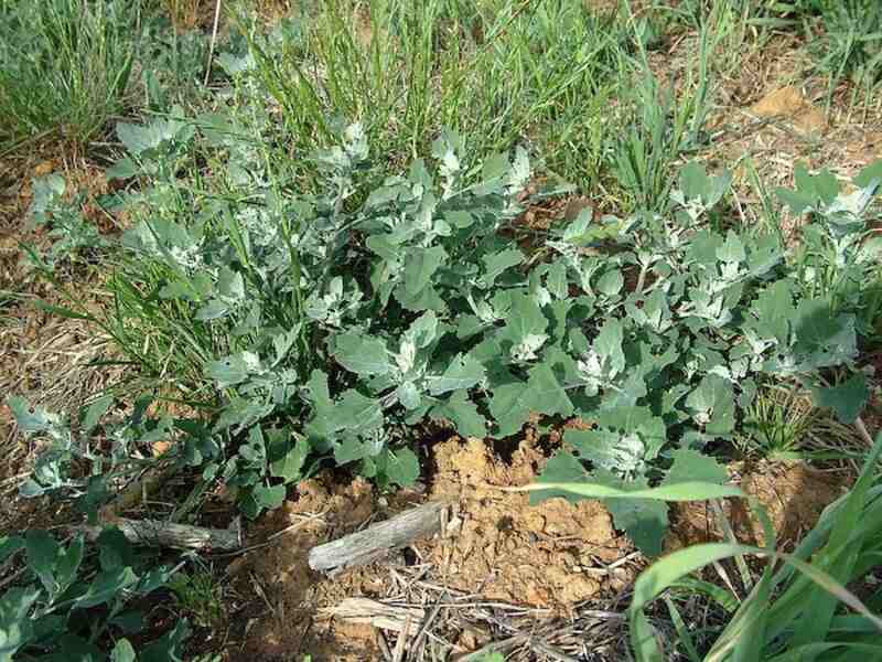 Weed plants in a garden