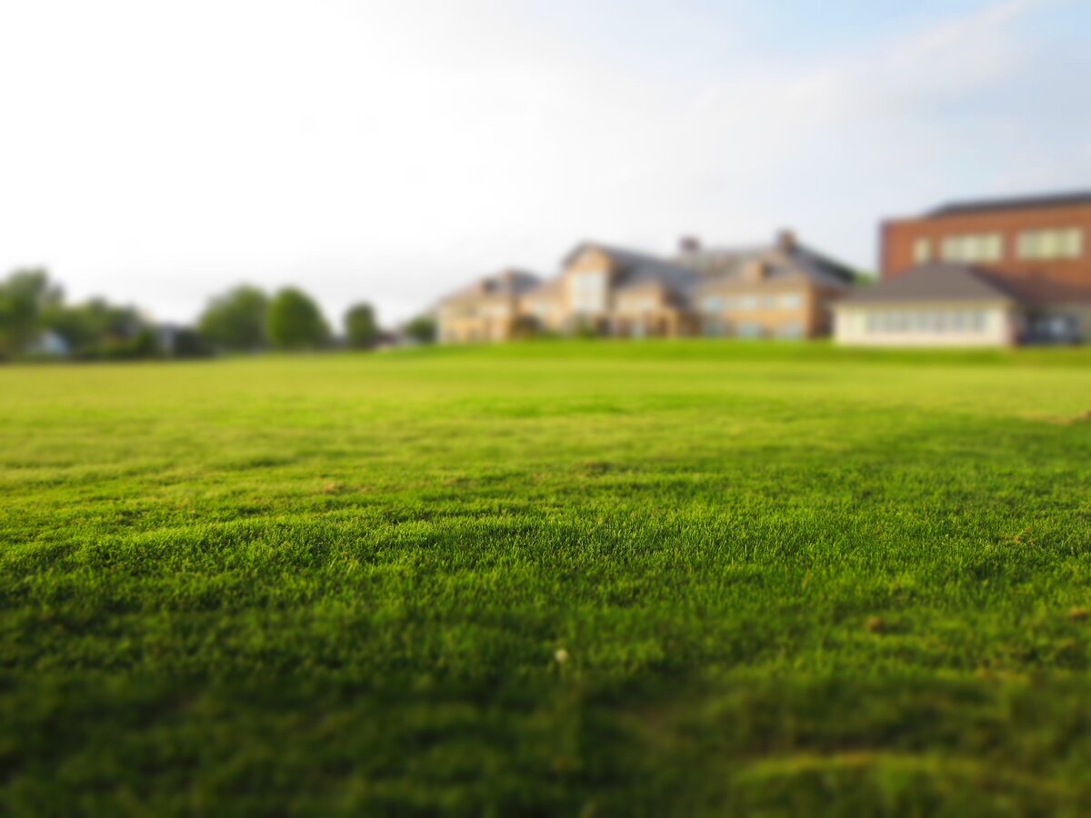 picture of grass in a lawn