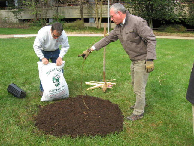 a person laying down mulch for a tree