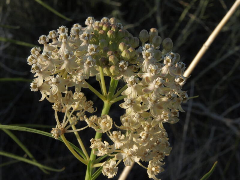 closeup image of narrowleaf milkweed flower