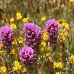 10 Best Native Plants for San Diego