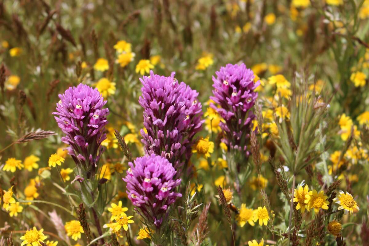 image of four purple flowers with yellow flowers in background in a garden