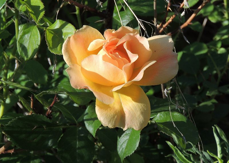 peach colored flowers on a plant