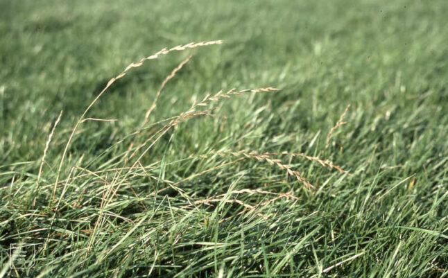 Close up image of perennial ryegrass