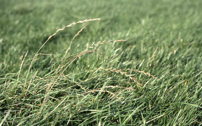 Close up image of perennial ryegrass