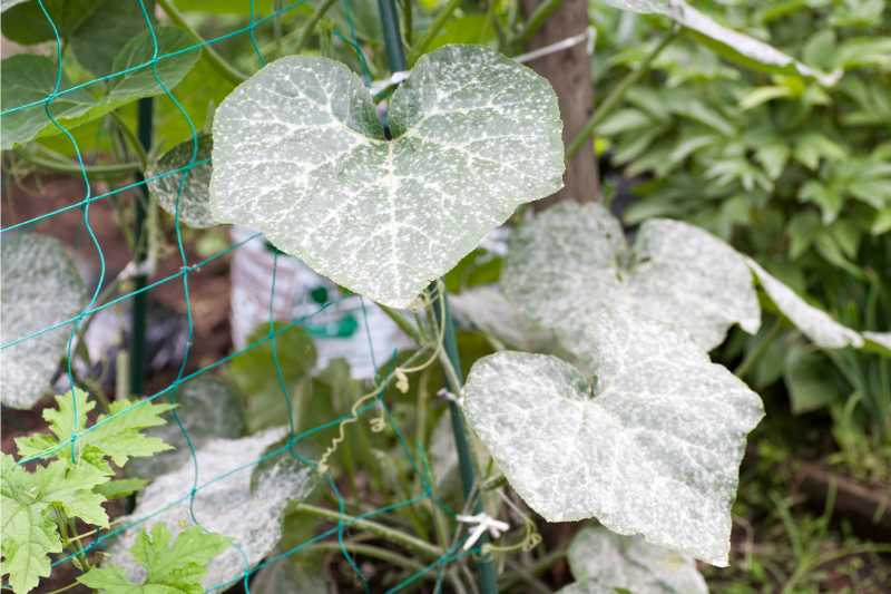 picture of a powdery mildew disease on green leaves