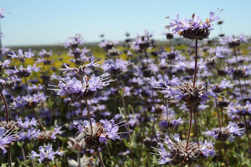 several purple sage flowers in a garden